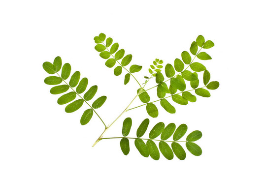 阿拉伯樹膠