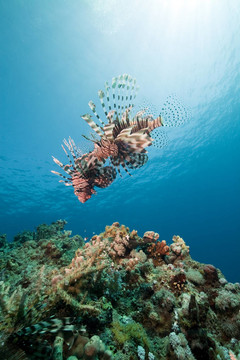 獅子魚和海洋。