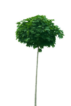 年輕的樹(shù)