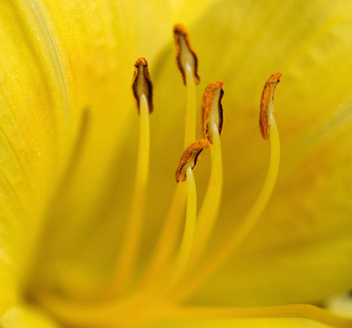 黃花菜
