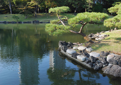 日本松
