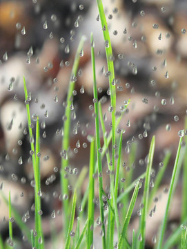 雨點(diǎn)落在草地