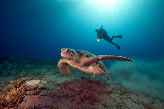 雄性绿海龟和摄影师。