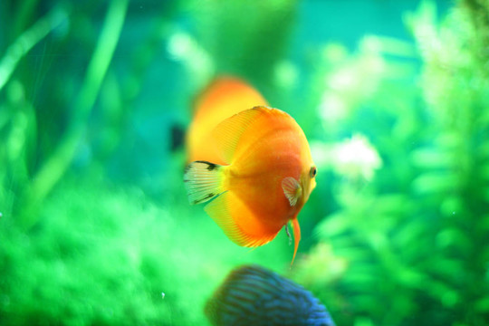黃色的魚