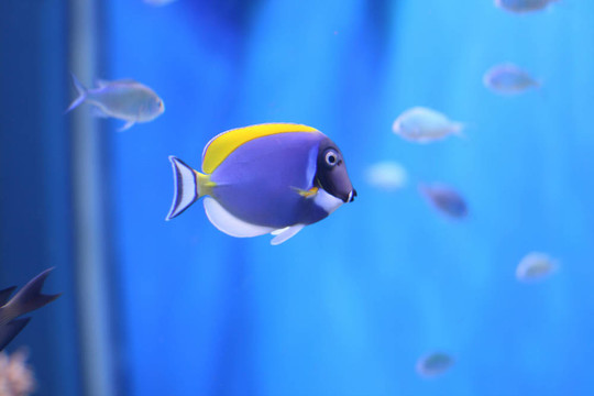 藍色的魚