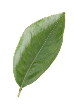 橙葉