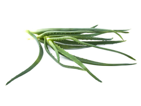 新鮮蘆薈