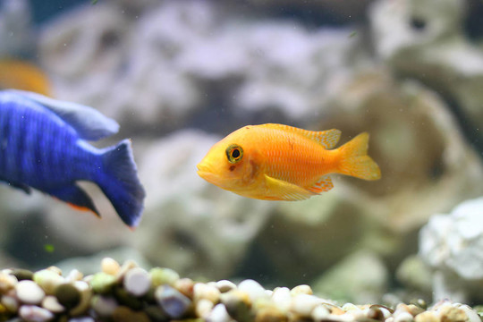 彩色的魚