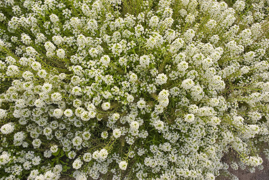 Alyssum（Lobularia maritima）?；? style=