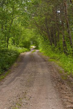 通路在森林
