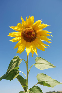 太陽花田