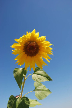 太陽花田