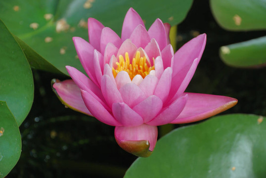 池塘里的蓮花