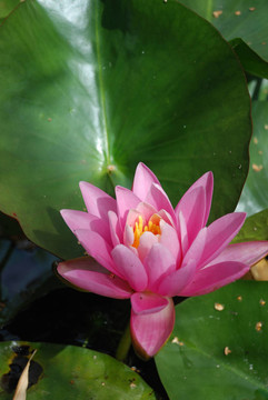 池塘里的蓮花