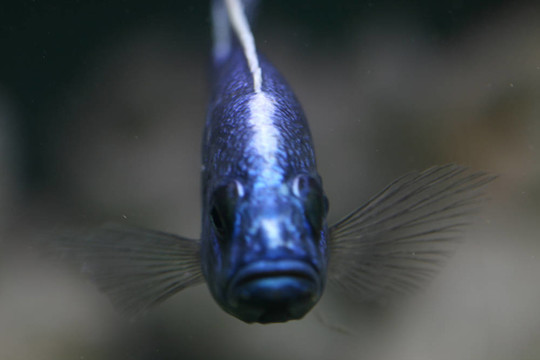 藍(lán)色的魚