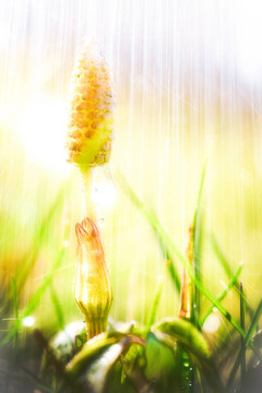草地上的雨