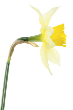 水仙花