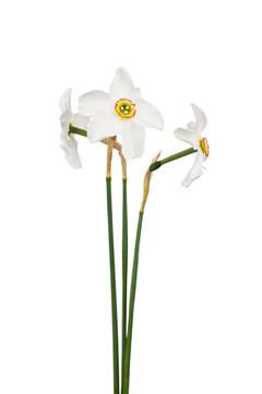 水仙花