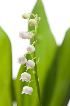 莉莉和綠葉