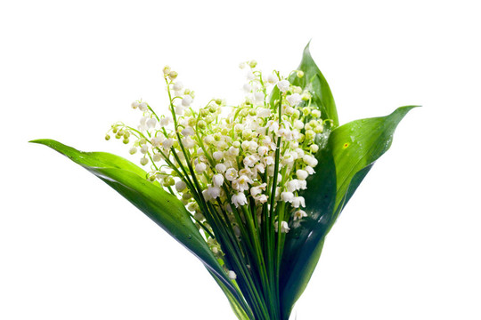 一束白色的花
