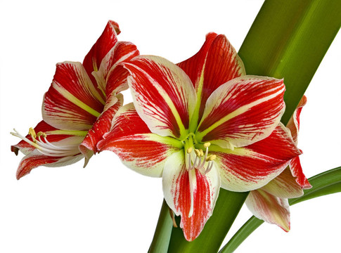 黃蕊紅花