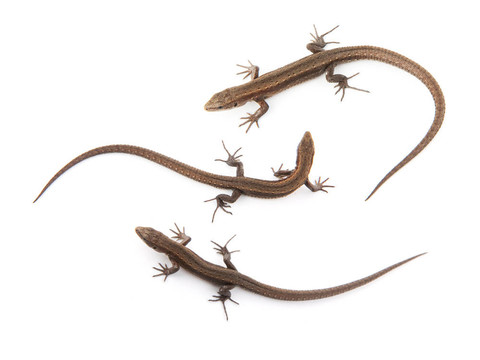 llizard