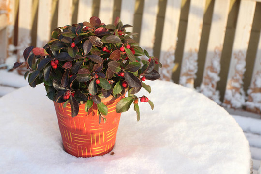 植物在雪中
