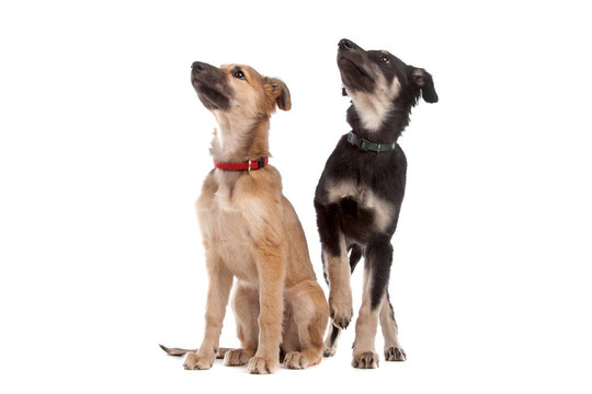 兩惠比特犬小狗