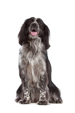 混合品種的dog.border可卡犬牧羊犬；