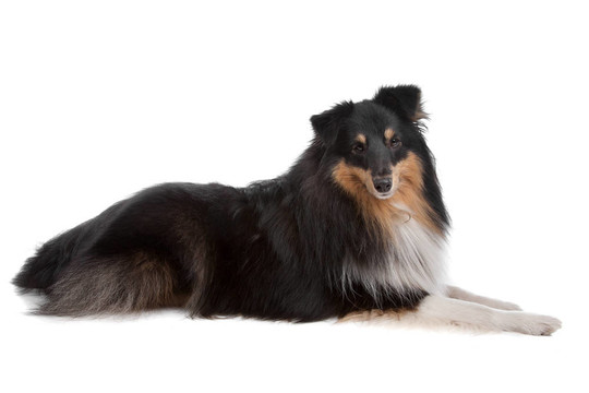 喜樂蒂牧羊犬