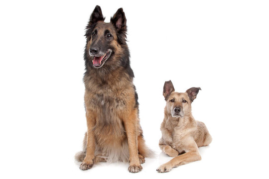 比利時牧羊犬和一只混合品種的狗