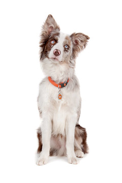 邊境牧羊犬