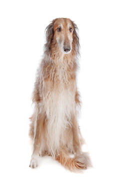 獵狼或俄羅斯獵狼犬