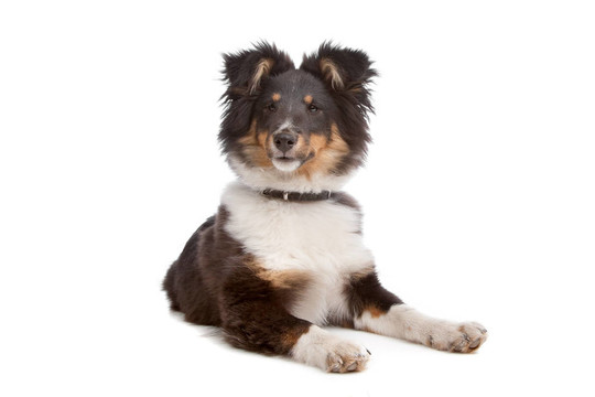 喜樂蒂牧羊犬