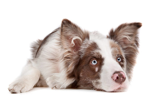 邊境牧羊犬