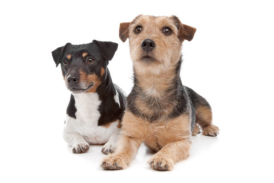 Jack Russel Terrier的狗和一個混合品種的狗