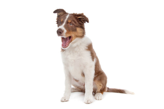邊境牧羊犬