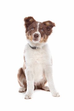 邊境牧羊犬