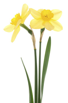 水仙花