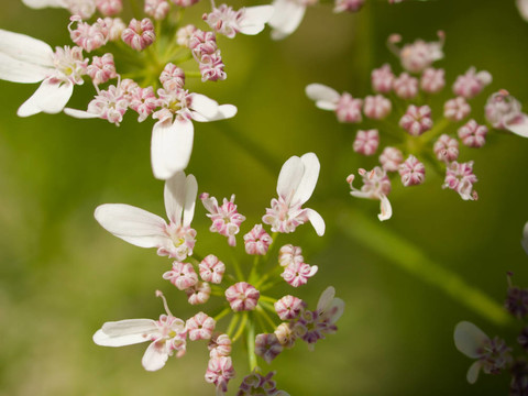 香菜開(kāi)花