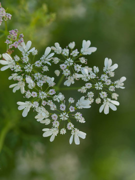 香菜開花