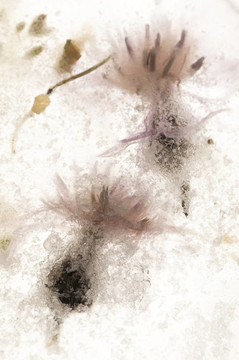 凍花。冰立方體上的花