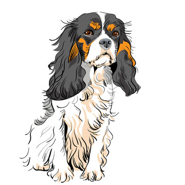 犬查爾斯王小獵犬