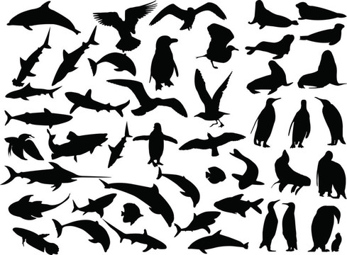 海洋動物收集-