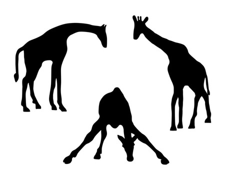 詳細(xì)的、孤立的三只長頸鹿插圖