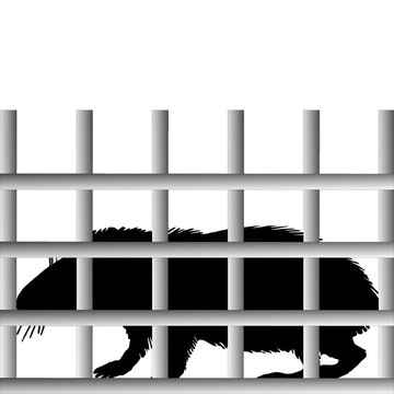 幾內(nèi)亞豬籠