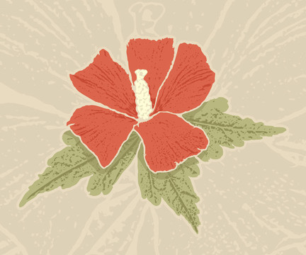 紅芙蓉