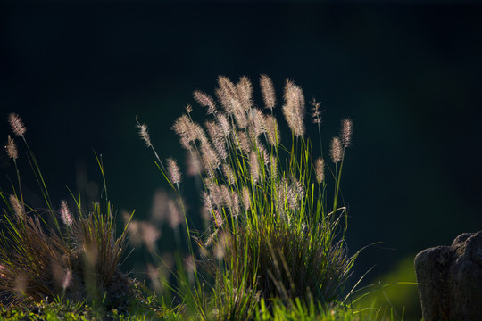 狗尾草 稻草 草 秋天