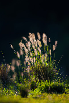 狗尾草 稻草 草 秋天