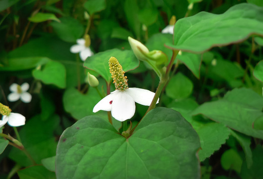 長(zhǎng)蕊小白花